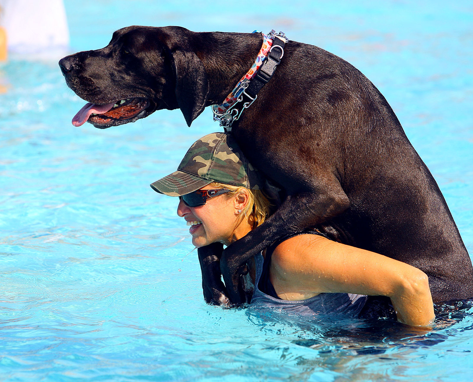 Pooches in the Pool 06.jpg